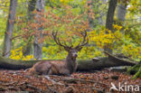 Red Deer (Cervus elaphus)