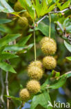 Oosterse plataan (Platanus orientalis)