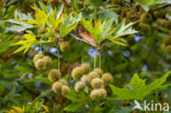 Old World sycamore (Platanus orientalis)