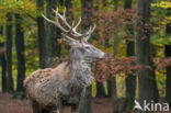 Red Deer (Cervus elaphus)