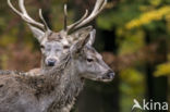 Red Deer (Cervus elaphus)