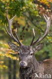 Red Deer (Cervus elaphus)