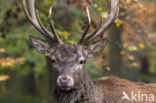 Red Deer (Cervus elaphus)