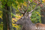 Red Deer (Cervus elaphus)