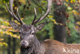 Red Deer (Cervus elaphus)