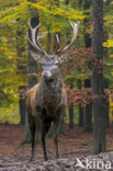 Red Deer (Cervus elaphus)