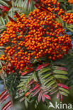 Rowan (Sorbus scalaris)