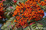 Rowan (Sorbus scalaris)