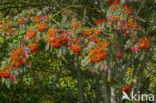 Lijsterbes (Sorbus scalaris)