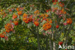 Rowan (Sorbus scalaris)