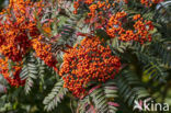 Lijsterbes (Sorbus scalaris)