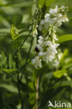 Witte honingklaver (Melilotus albus)