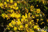 Gaspeldoorn (Ulex gallii)