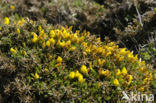 Gaspeldoorn (Ulex gallii)