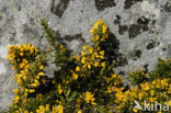 Gaspeldoorn (Ulex gallii)