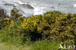 Western Gorse (Ulex gallii)