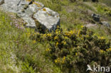 Western Gorse (Ulex gallii)