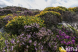 Western Gorse (Ulex gallii)