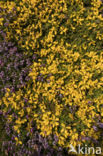 Western Gorse (Ulex gallii)