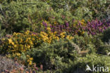 Western Gorse (Ulex gallii)