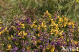 Gaspeldoorn (Ulex gallii)