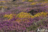 Gaspeldoorn (Ulex gallii)