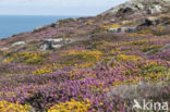 Gaspeldoorn (Ulex gallii)