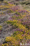 Gaspeldoorn (Ulex gallii)