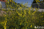 Ribbed Melilot (Melilotus officinalis)