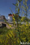 Ribbed Melilot (Melilotus officinalis)