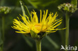 Griekse alant (Inula helenium)