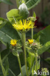 Griekse alant (Inula helenium)