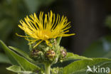 Griekse alant (Inula helenium)