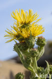 Griekse alant (Inula helenium)