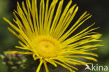 Griekse alant (Inula helenium)