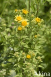 Zwitserse alant (Inula helvetica)