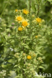 Inula helvetica