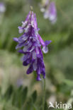 Bonte wikke s.l. (Vicia villosa)