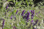 Bonte wikke s.l. (Vicia villosa)