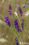 Bonte wikke s.l. (Vicia villosa)