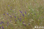 Bonte wikke s.l. (Vicia villosa)