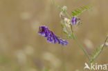 Bonte wikke s.l. (Vicia villosa)