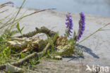 Bonte wikke s.l. (Vicia villosa)