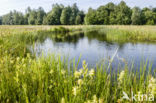 Grote ratelaar (Rhinanthus angustifolius)