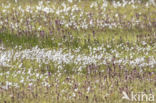 Veenpluis (Eriophorum angustifolium)