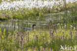 Veenpluis (Eriophorum angustifolium)