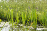 Greater Yellow-rattle (Rhinanthus angustifolius)