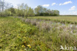 Marsh Marigold (Caltha palustris)