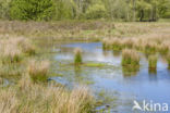 Lagieskamp Naardermeer