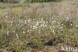 Veenpluis (Eriophorum angustifolium)